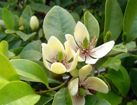 含笑花樹|含笑花(香蕉花):形態特徵,生長環境,分布範圍,繁殖方法,。